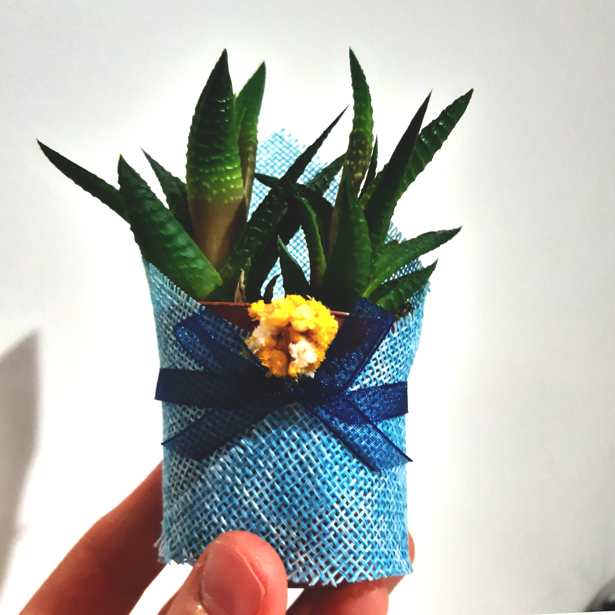 detalles boda para invitados, succulente en toile de jute avec des fleurs séchées personalizadas Detalles Comunion, Bautizo, Boda, Regalito Invitados, ideal como regalo recuerdos communion