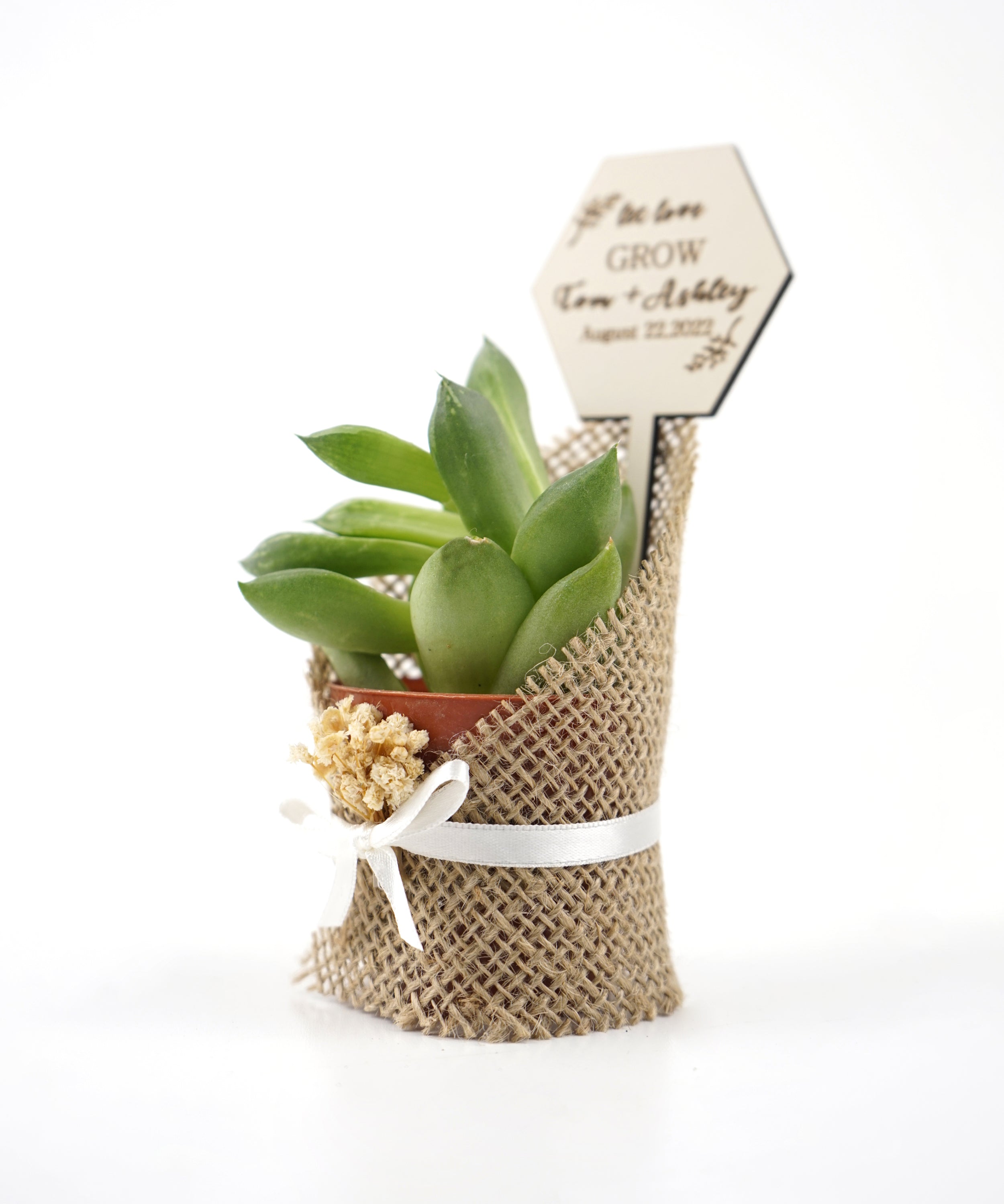 detalles boda para invitados, succulente en toile de jute avec des fleurs séchées personalizadas Detalles Comunion, Bautizo, Boda, Regalito Invitados, ideal como regalo recuerdos communion  